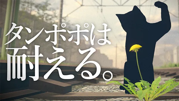 タンポポは耐える